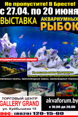 Выставка аквариумных рыбок «Аквафорум». Афиша выставок